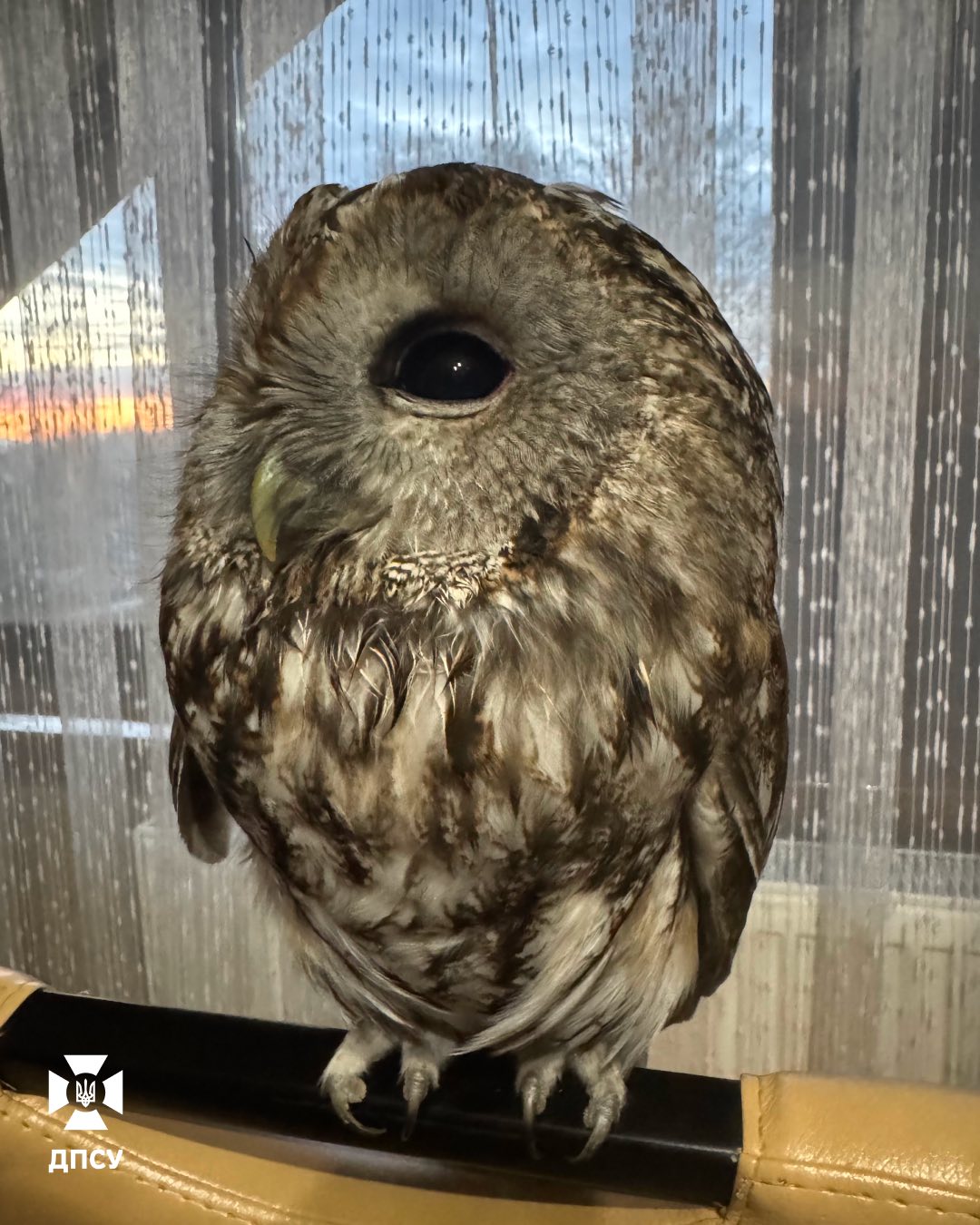 Прикордонник врятував сову. Птаха назвав Андрієм - фото 4