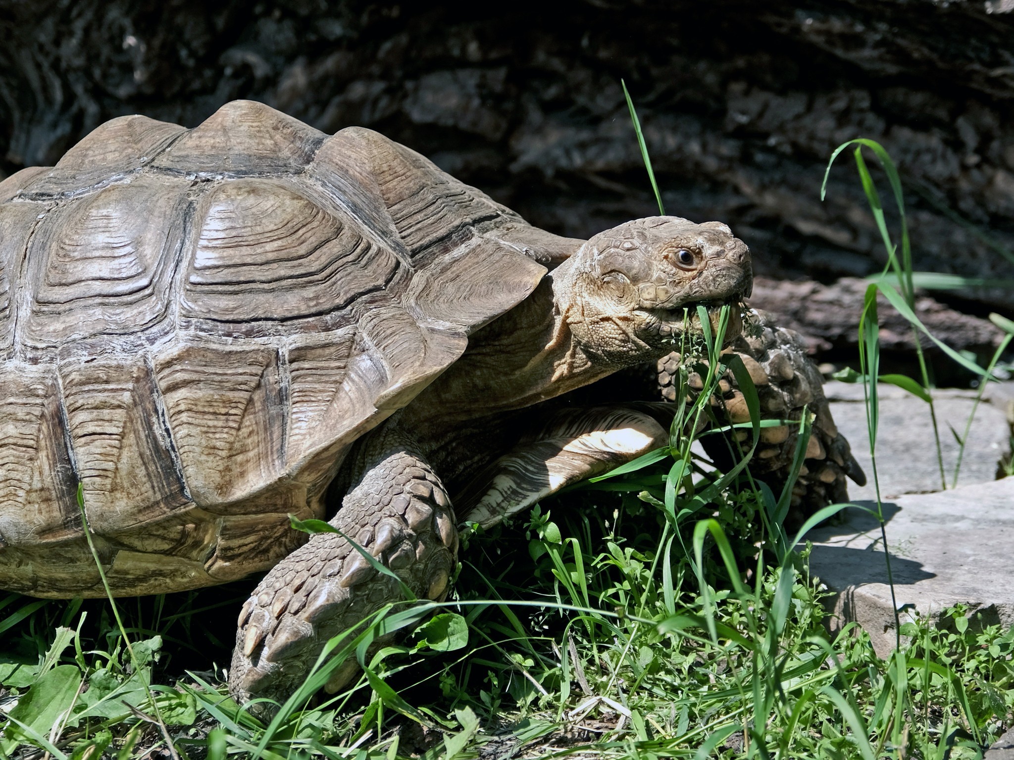 Контактні зоопарки Київщини: місця, де тварин можна не лише побачити, а й торкнутися