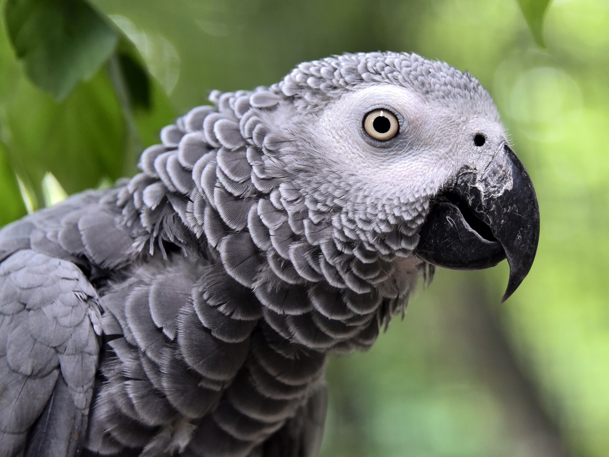 Контактні зоопарки Київщини: місця, де тварин можна не лише побачити, а й торкнутися - фото 2