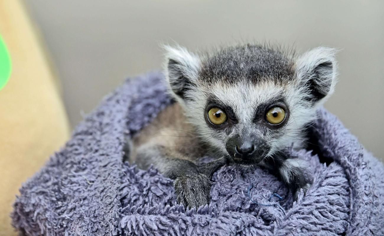 Контактні зоопарки Київщини: місця, де тварин можна не лише побачити, а й торкнутися