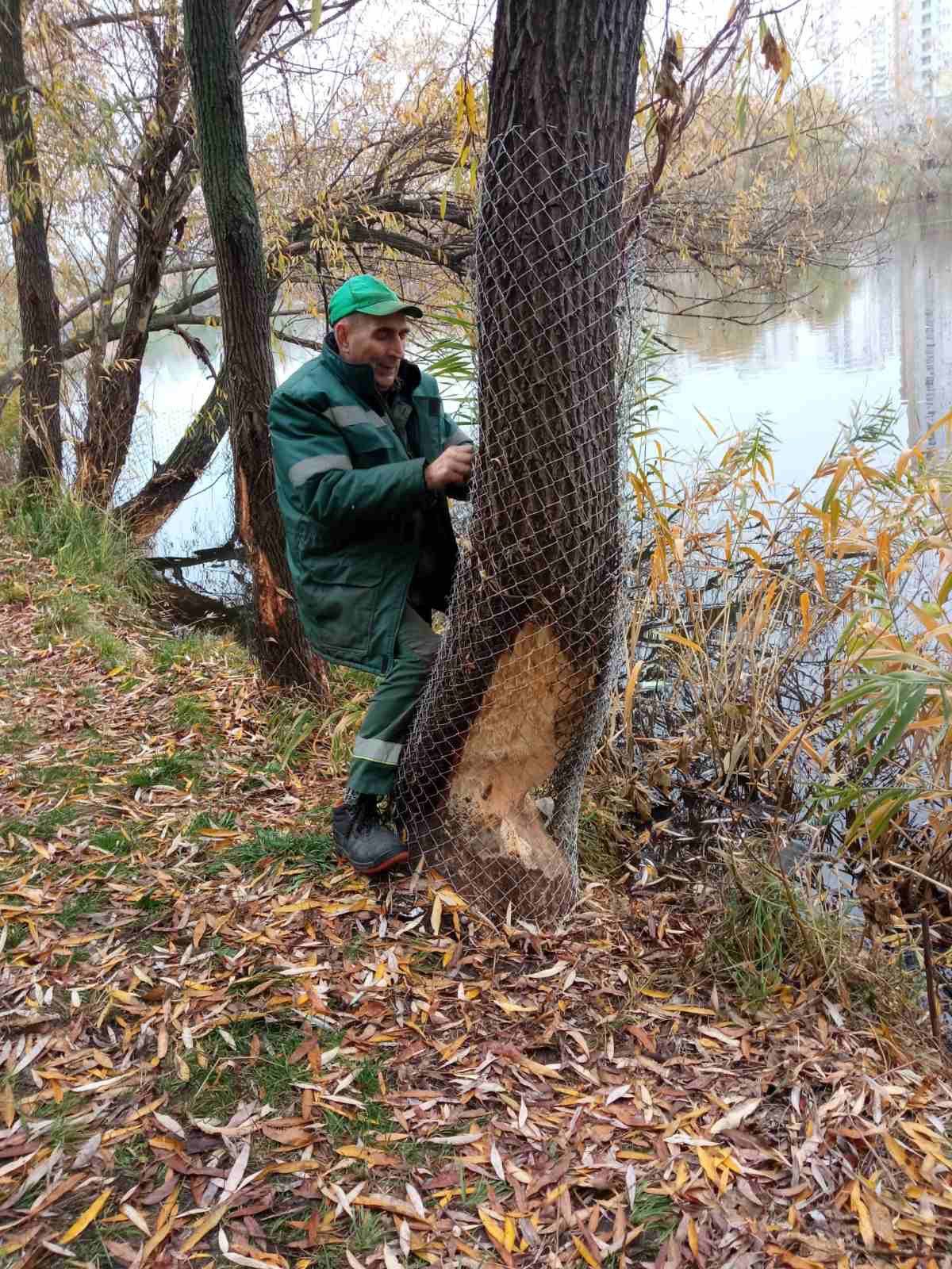 На Позняках стовбури дерев обгорнули металевою сіткою