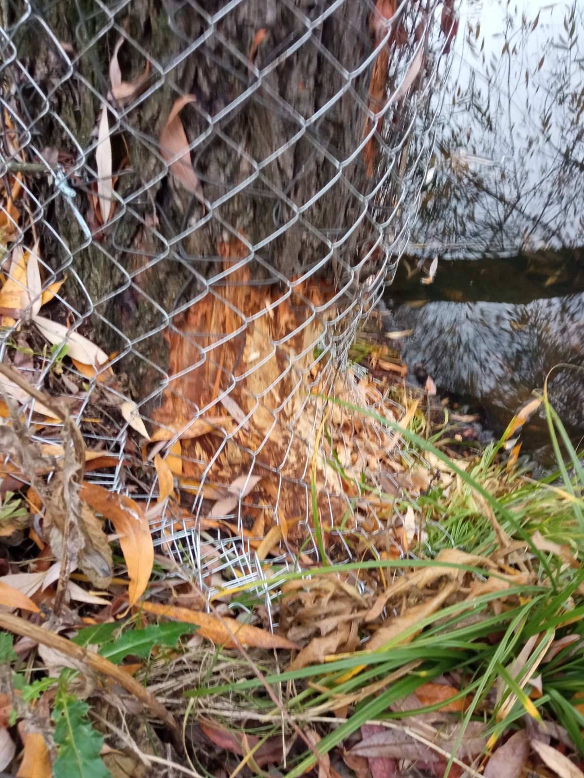 На Позняках стовбури дерев обгорнули металевою сіткою - фото 2