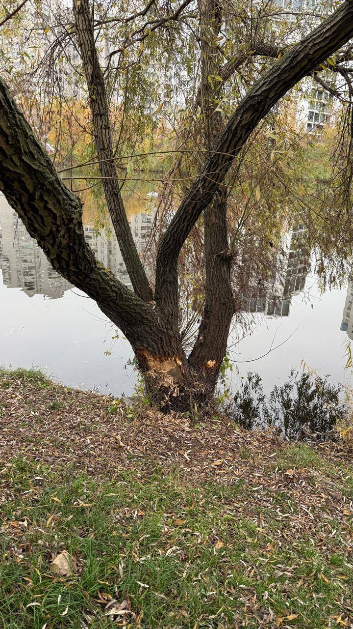 На Позняках стовбури дерев обгорнули металевою сіткою - фото 3
