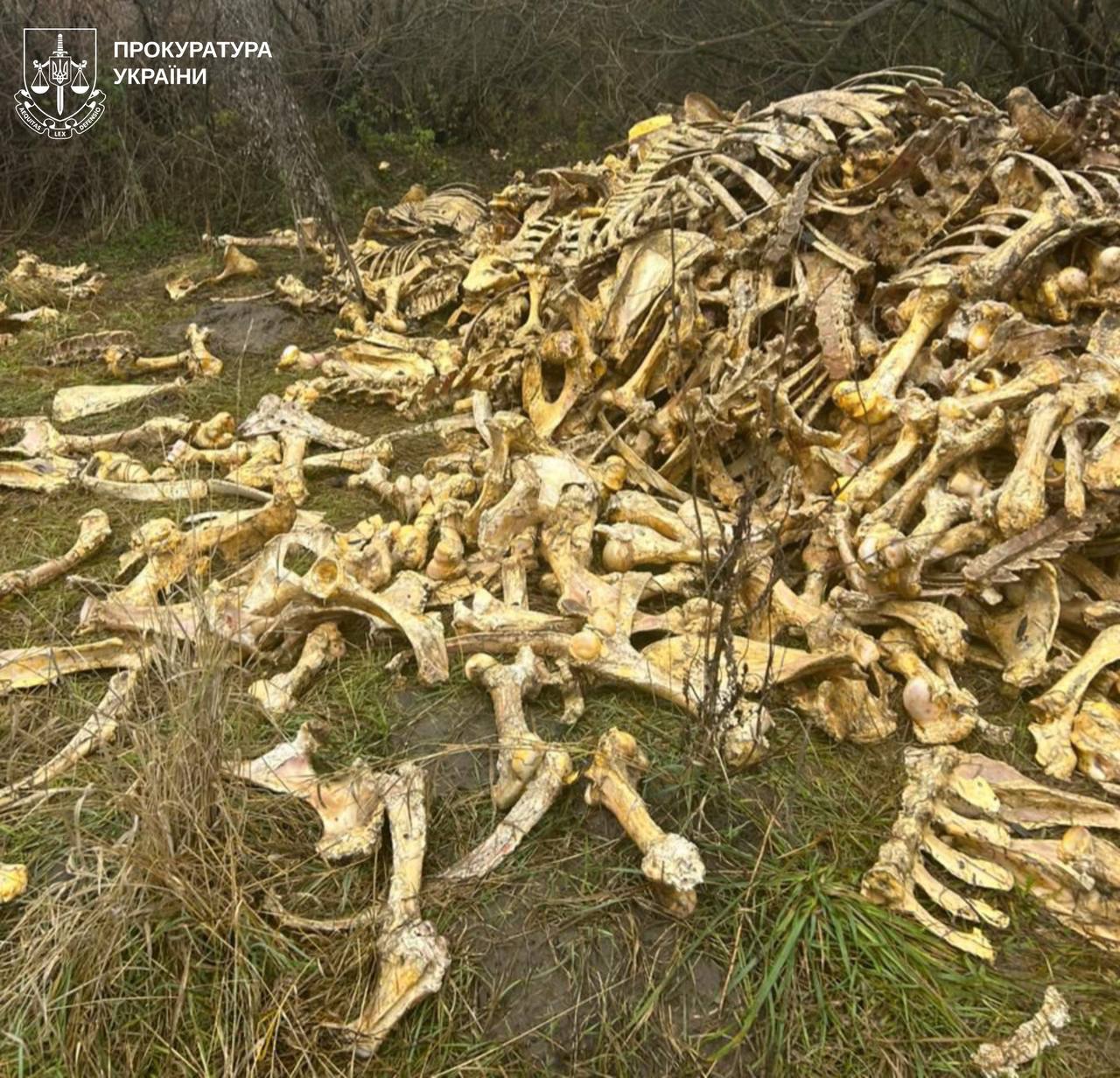 Звалище кісток виявили на Харківщині, люди скаржаться на сморід - фото 2