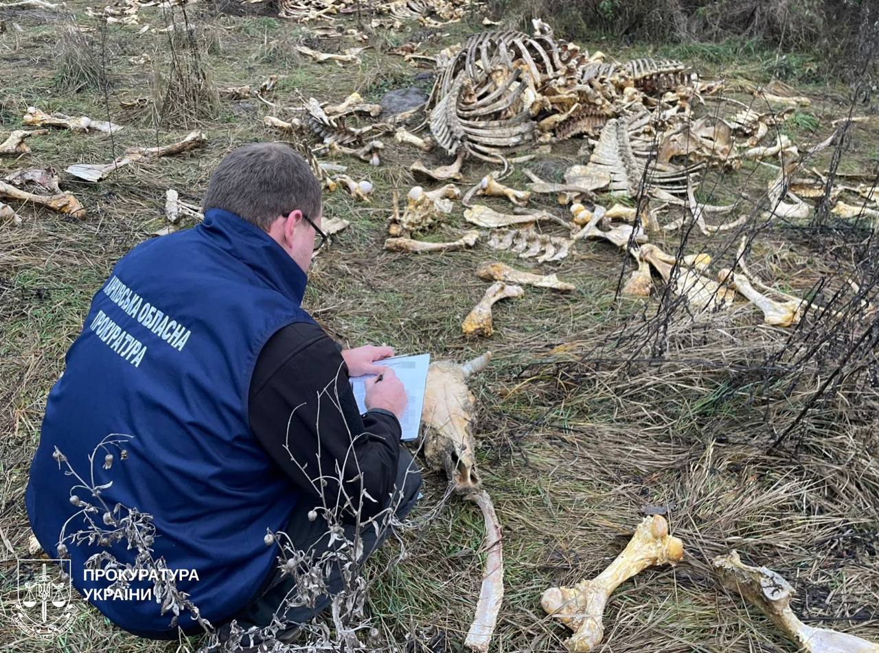 Звалище кісток виявили на Харківщині, люди скаржаться на сморід - фото 3