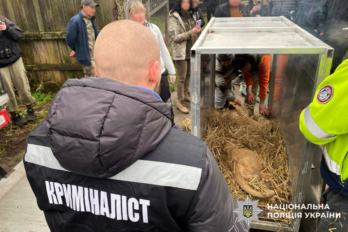 Із зоокуточка у Хмельницькому вилучили левиць, які ходили містом