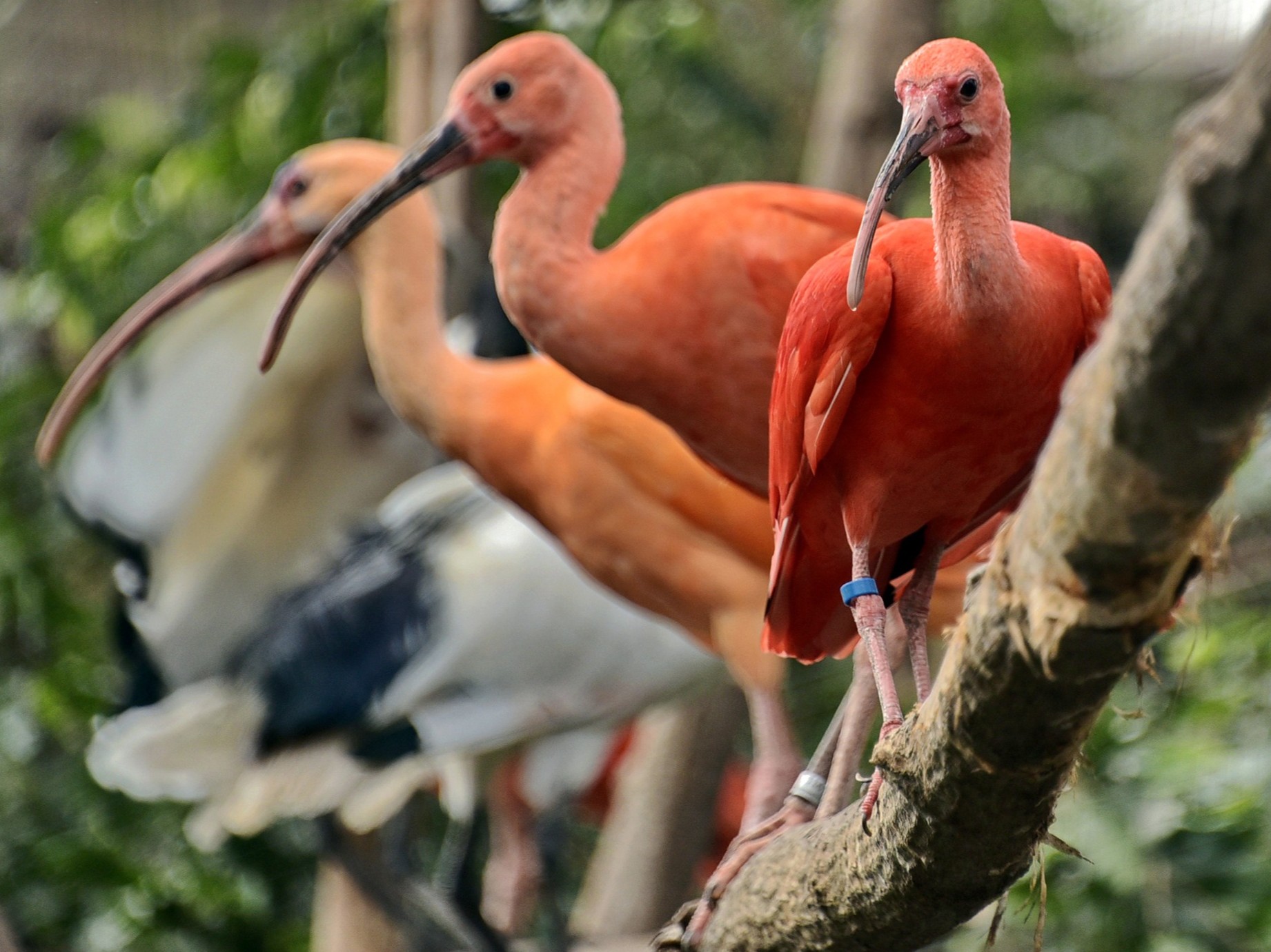 У КиївЗоо зграя екзотичних птахів оселилася у зимовому павільйоні