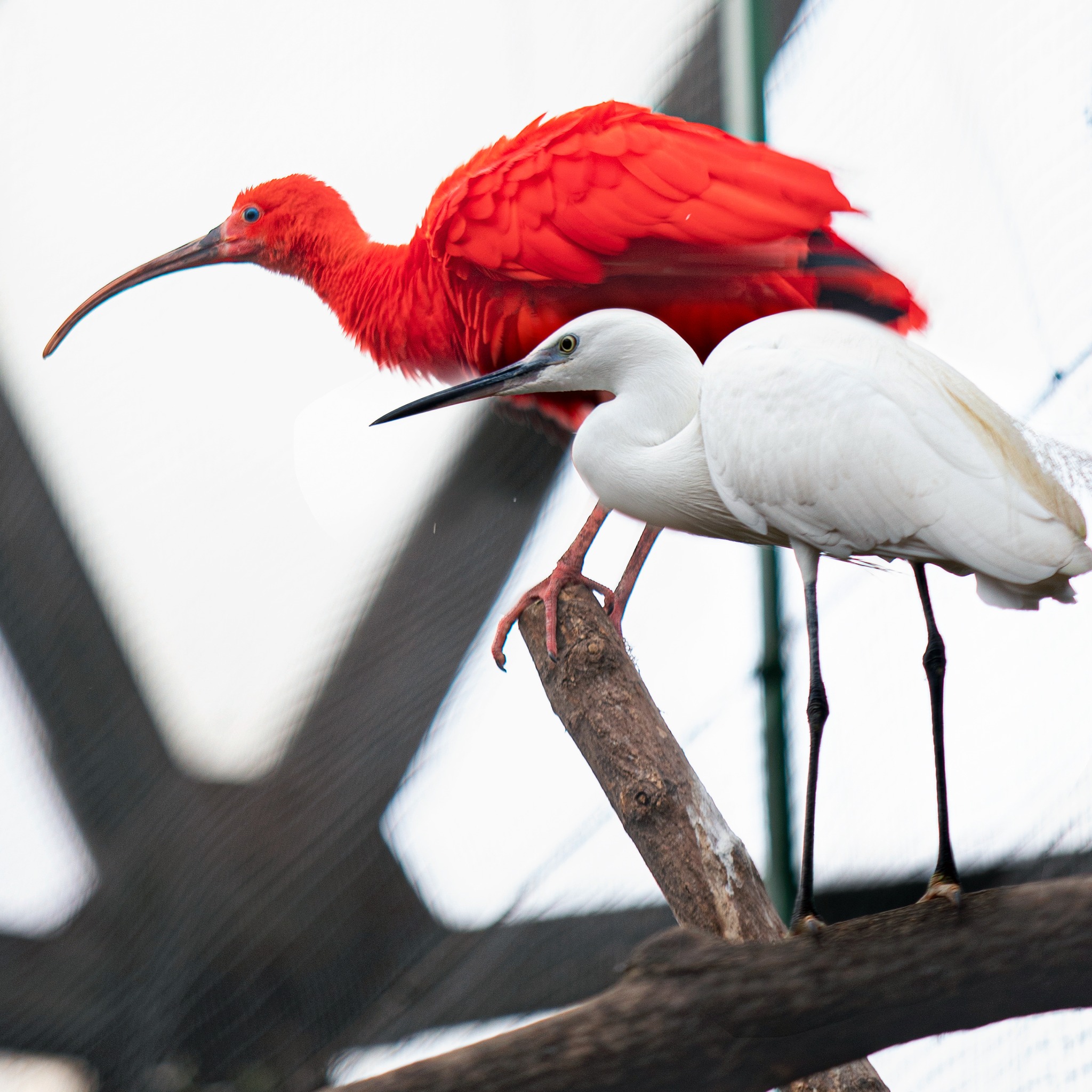 У КиївЗоо зграя екзотичних птахів оселилася у зимовому павільйоні - фото 2