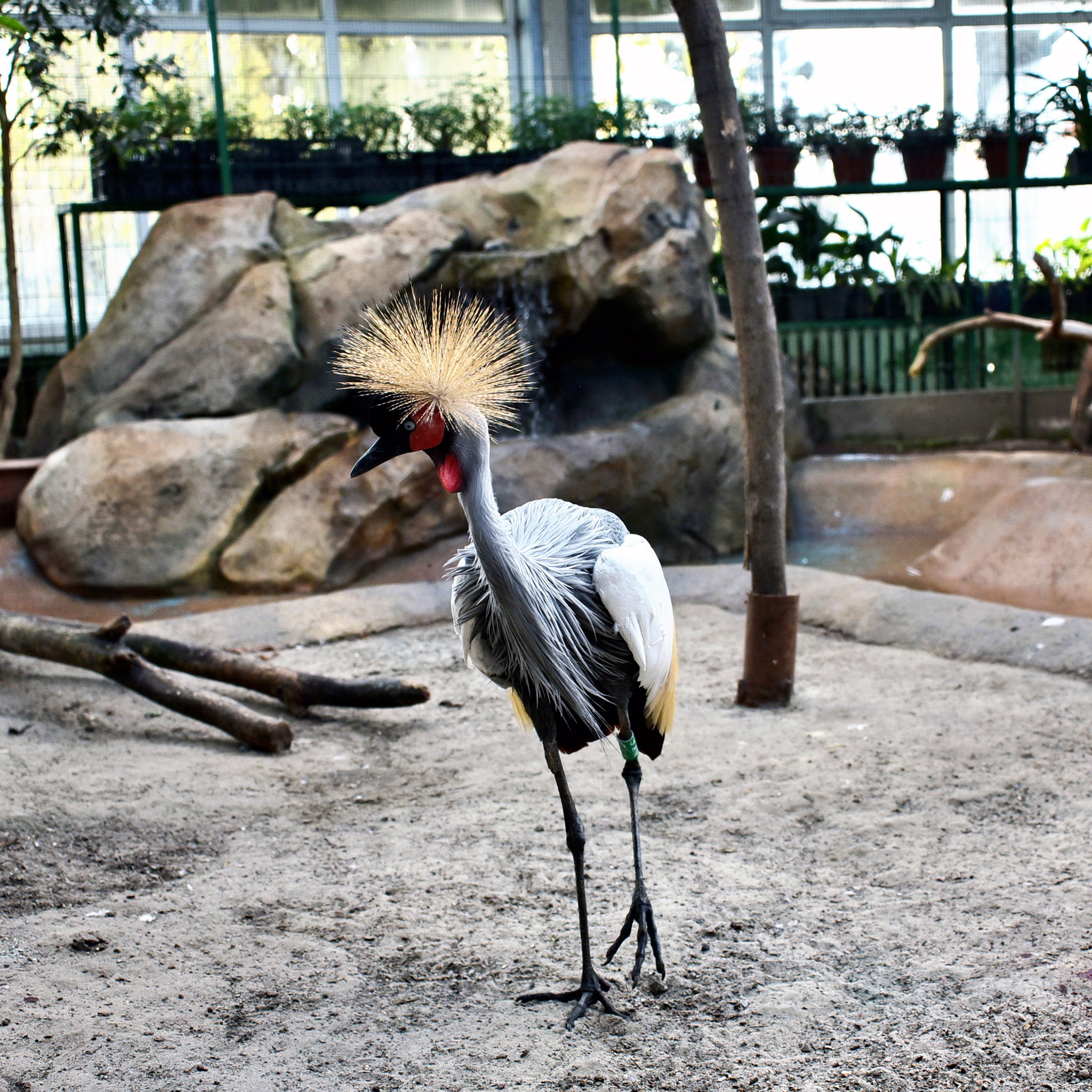 У КиївЗоо зграя екзотичних птахів оселилася у зимовому павільйоні - фото 3