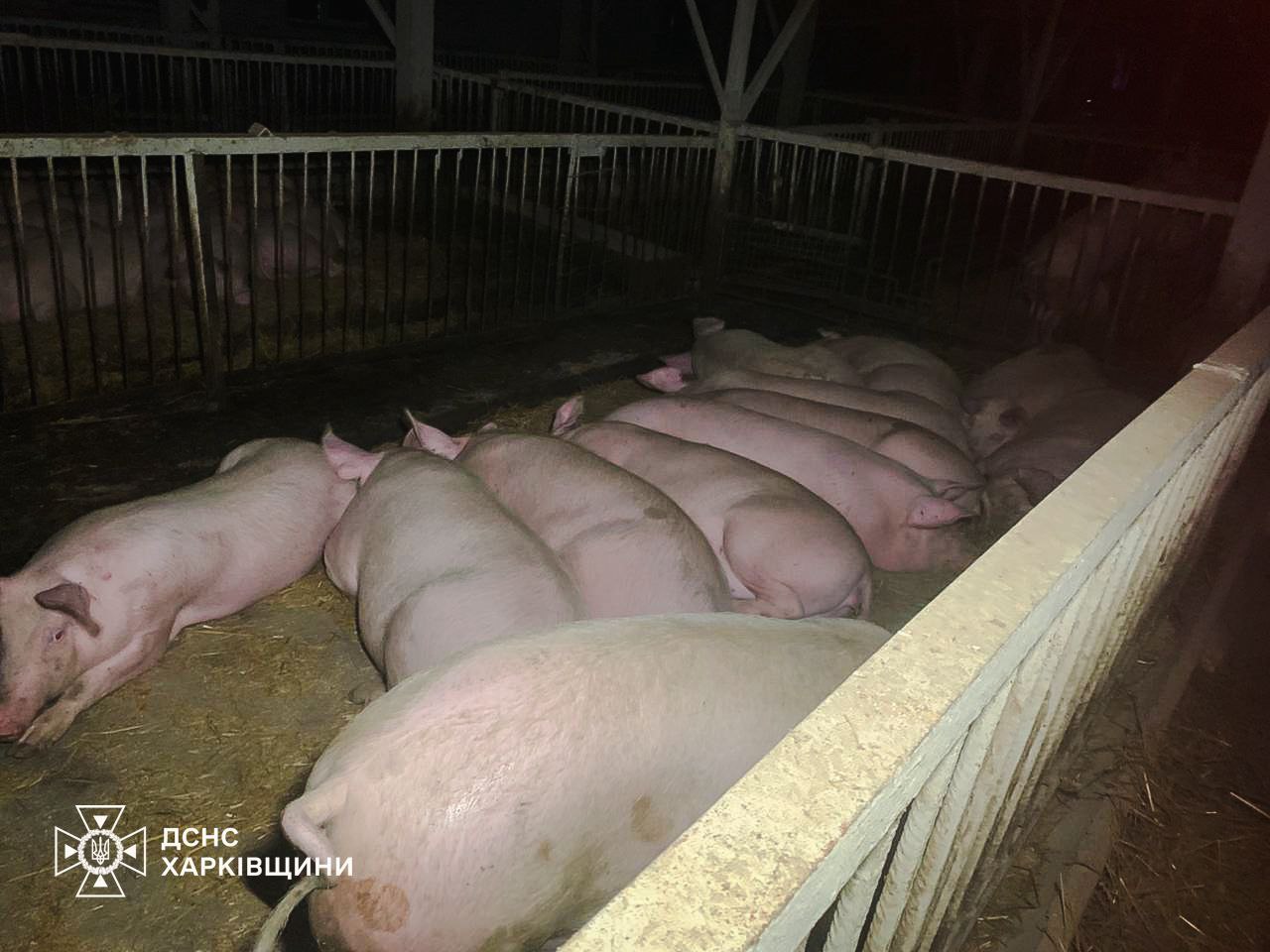 60 свиней загинули через дроновий обстріл Харківщини - фото 7