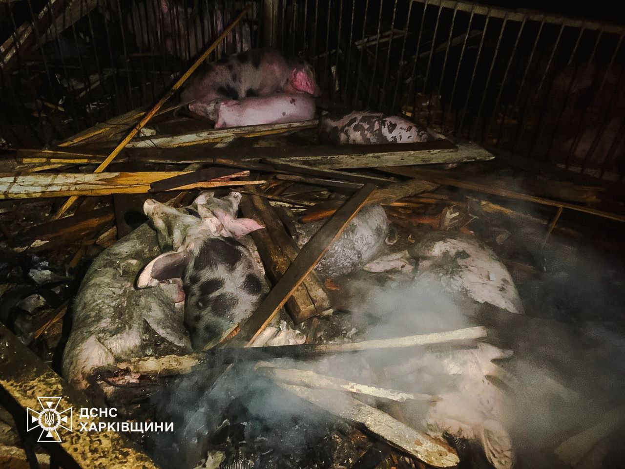 60 свиней загинули через дроновий обстріл Харківщини - фото 3