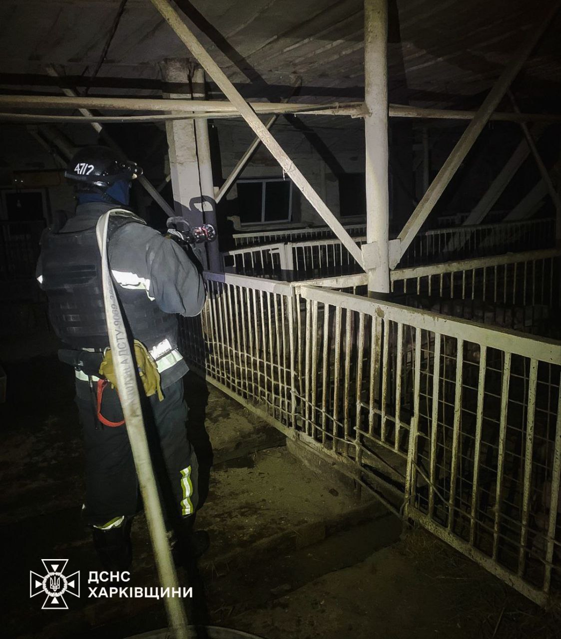 60 свиней загинули через дроновий обстріл Харківщини - фото 8