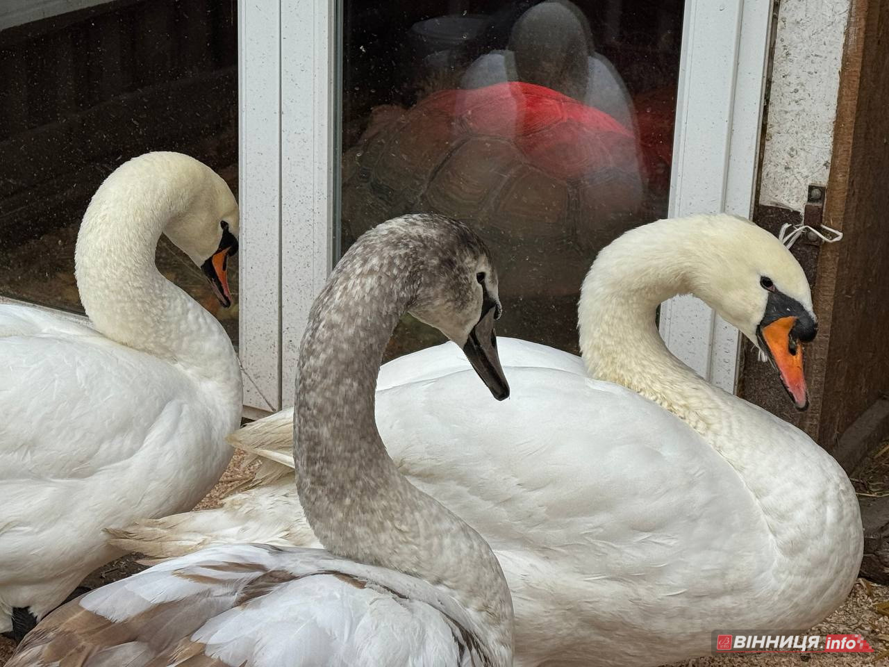 Лебедів, що живуть на озері в центрі Вінниці, перевезли зимувати у зоодворик