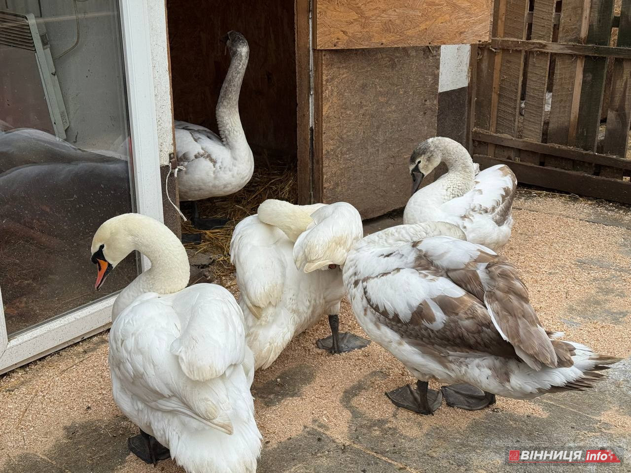Лебедів, що живуть на озері в центрі Вінниці, перевезли зимувати у зоодворик - фото 2
