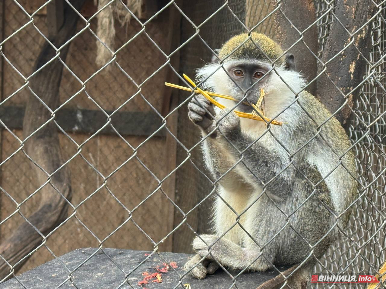 Лебедів, що живуть на озері в центрі Вінниці, перевезли зимувати у зоодворик - фото 3