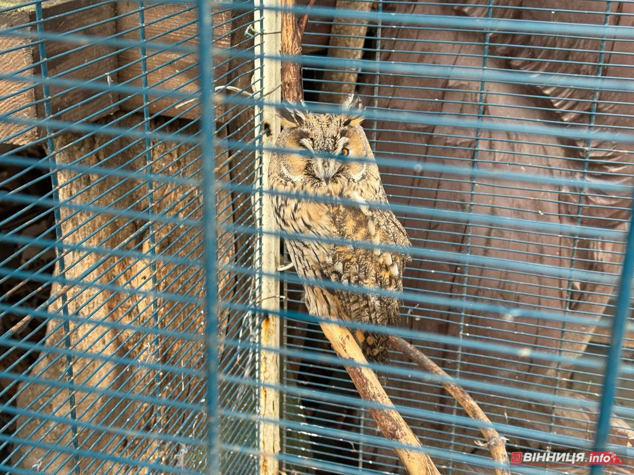 Лебедів, що живуть на озері в центрі Вінниці, перевезли зимувати у зоодворик - фото 32