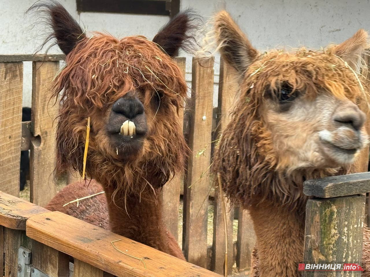 Лебедів, що живуть на озері в центрі Вінниці, перевезли зимувати у зоодворик - фото 19