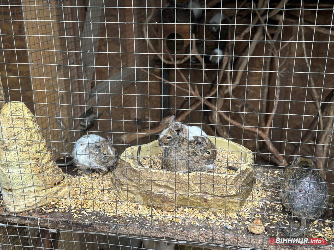 Лебедів, що живуть на озері в центрі Вінниці, перевезли зимувати у зоодворик - фото 24