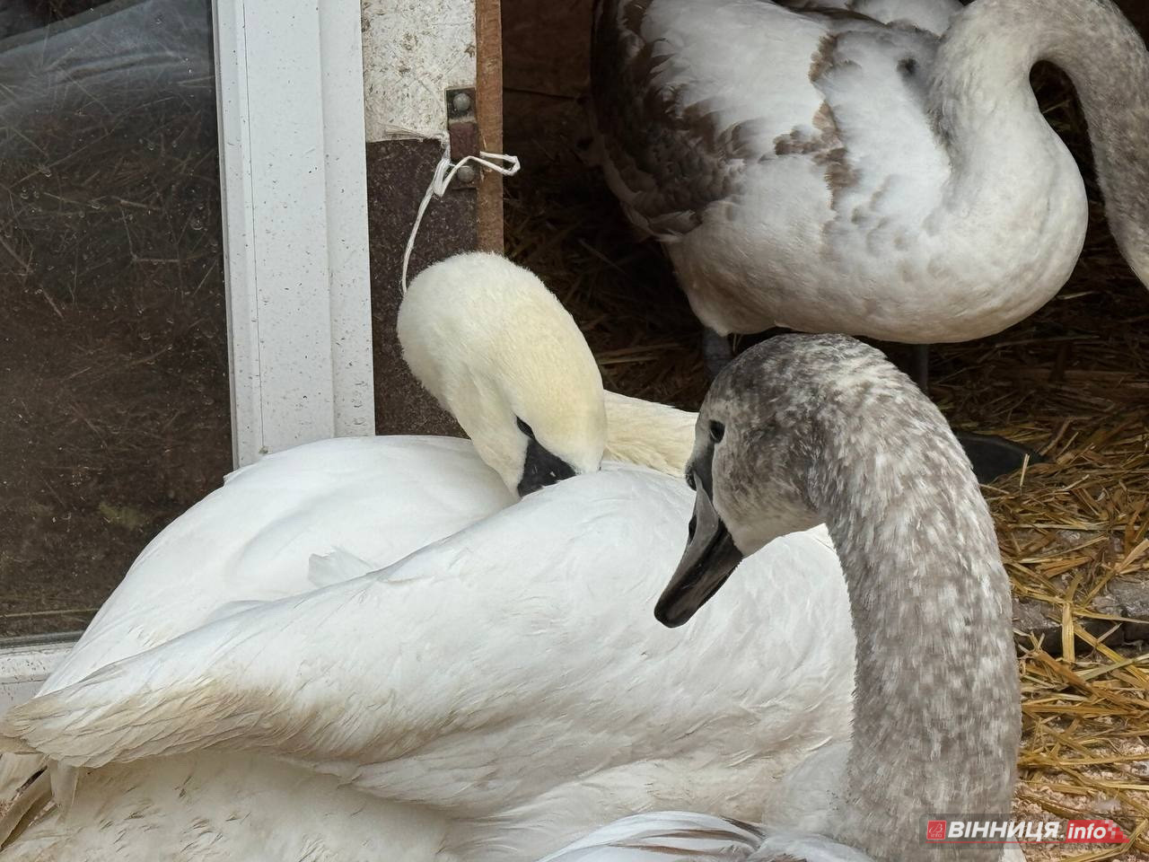 Лебедів, що живуть на озері в центрі Вінниці, перевезли зимувати у зоодворик - фото 8