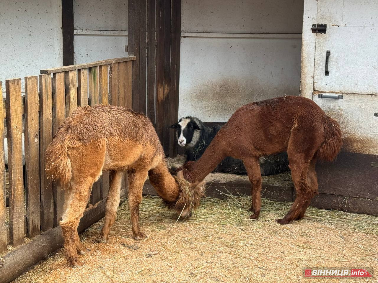 Лебедів, що живуть на озері в центрі Вінниці, перевезли зимувати у зоодворик - фото 20