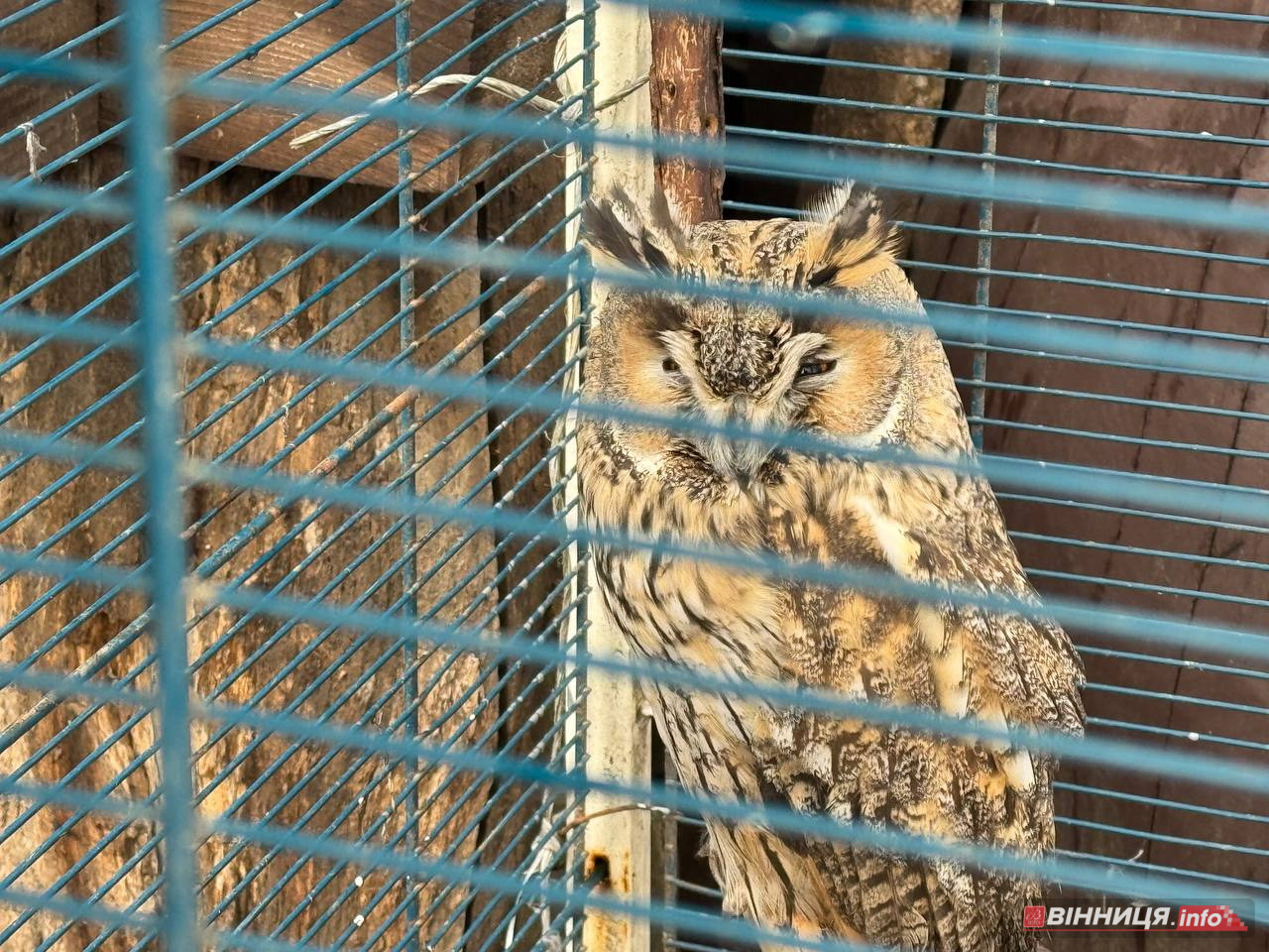 Лебедів, що живуть на озері в центрі Вінниці, перевезли зимувати у зоодворик - фото 33