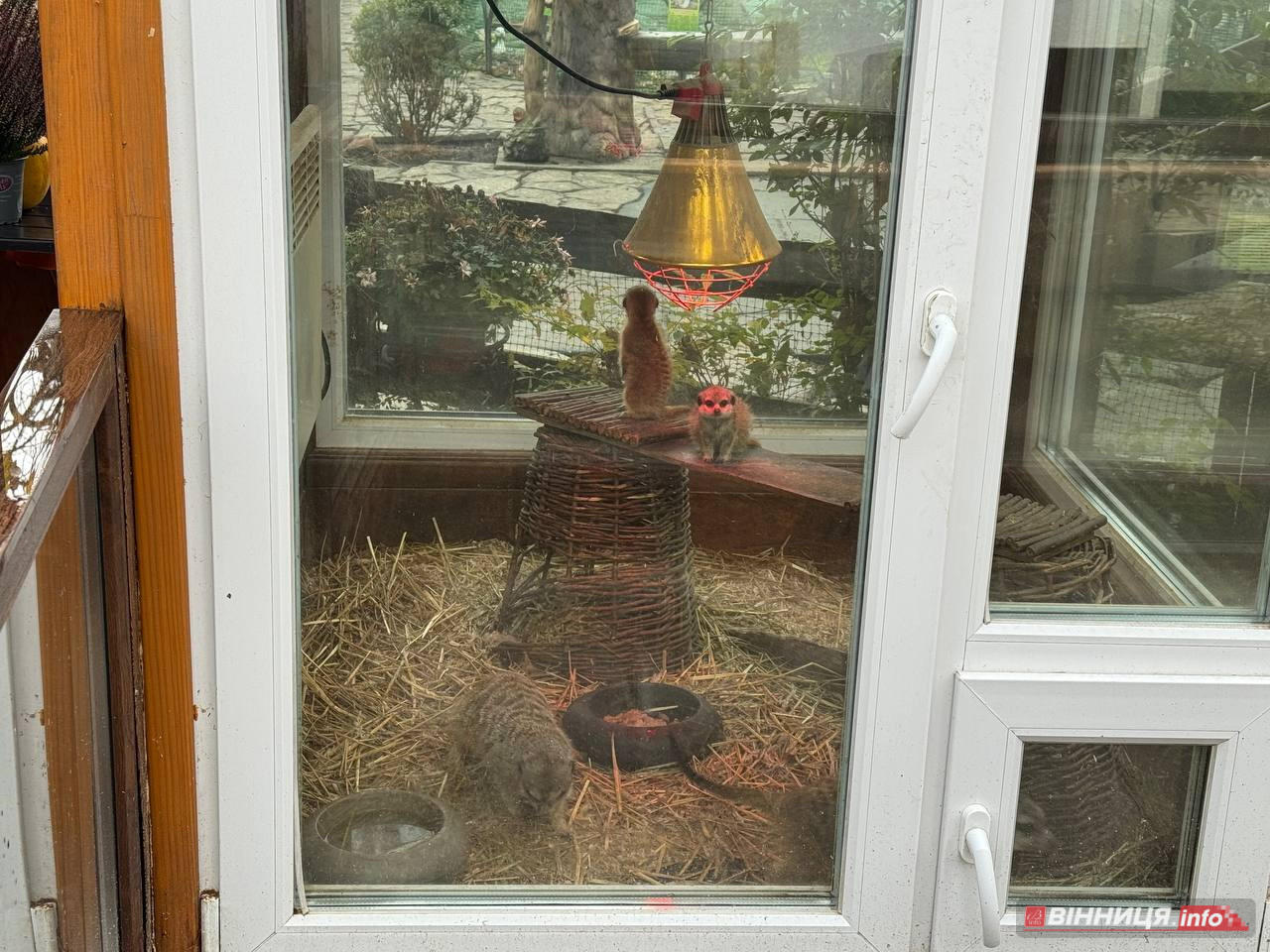 Лебедів, що живуть на озері в центрі Вінниці, перевезли зимувати у зоодворик - фото 27