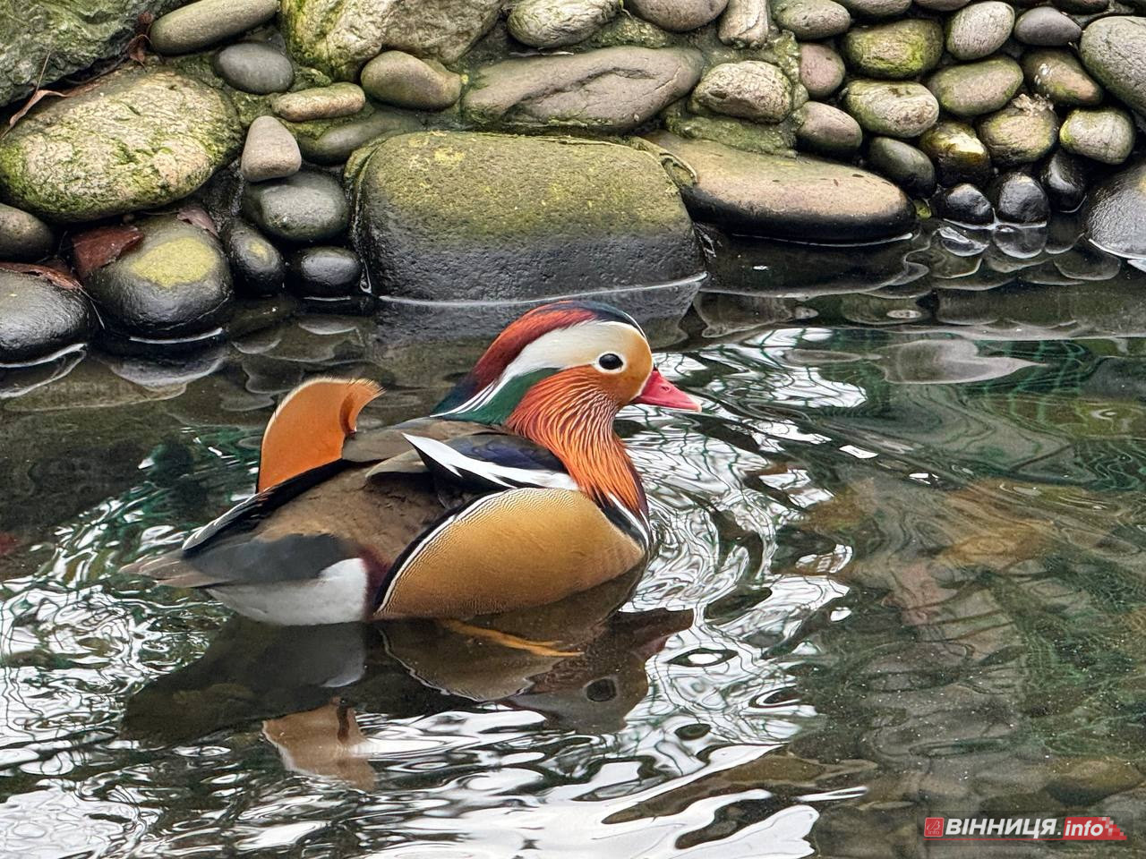 Лебедів, що живуть на озері в центрі Вінниці, перевезли зимувати у зоодворик - фото 5