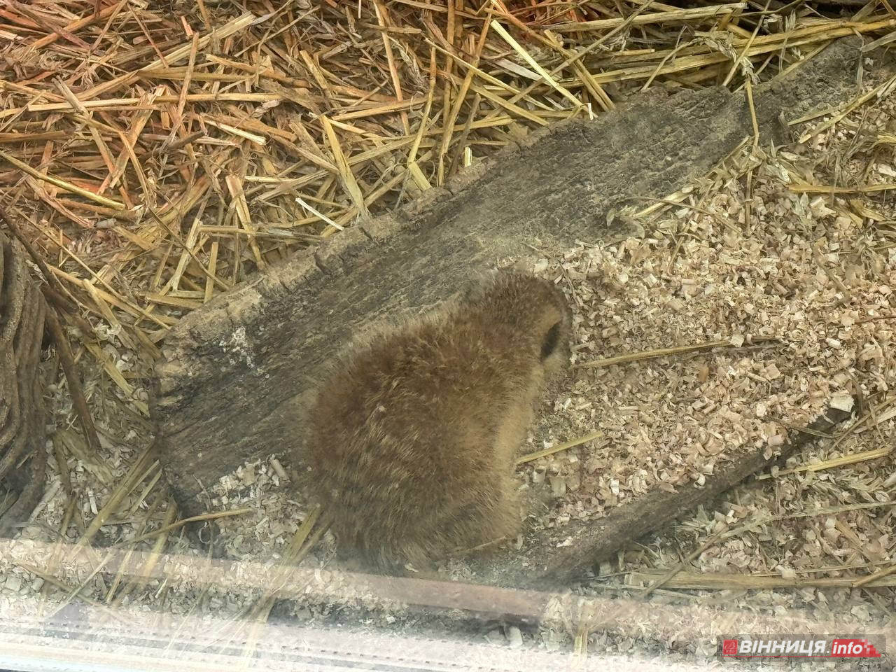 Лебедів, що живуть на озері в центрі Вінниці, перевезли зимувати у зоодворик - фото 28
