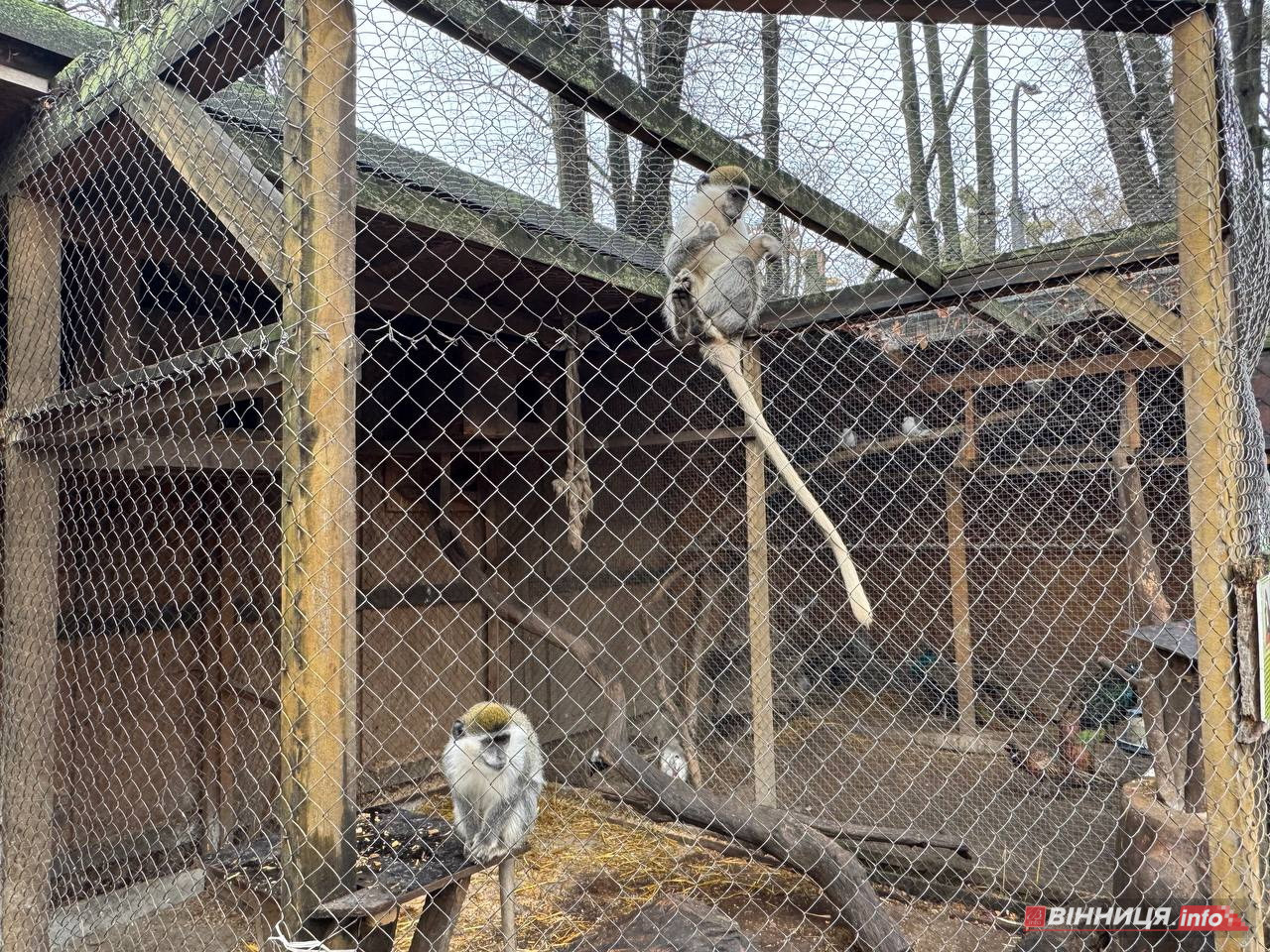 Лебедів, що живуть на озері в центрі Вінниці, перевезли зимувати у зоодворик - фото 4