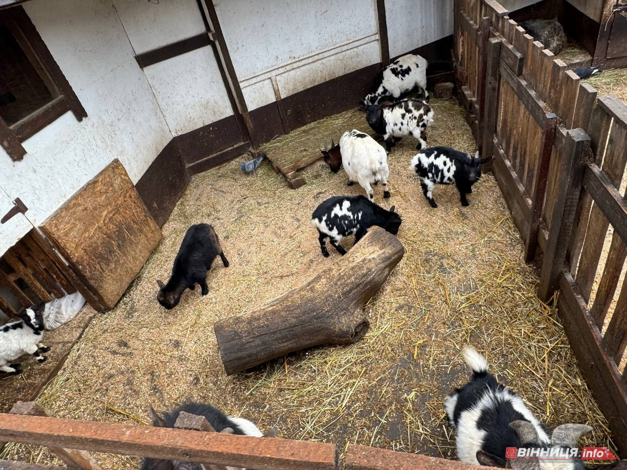 Лебедів, що живуть на озері в центрі Вінниці, перевезли зимувати у зоодворик - фото 15
