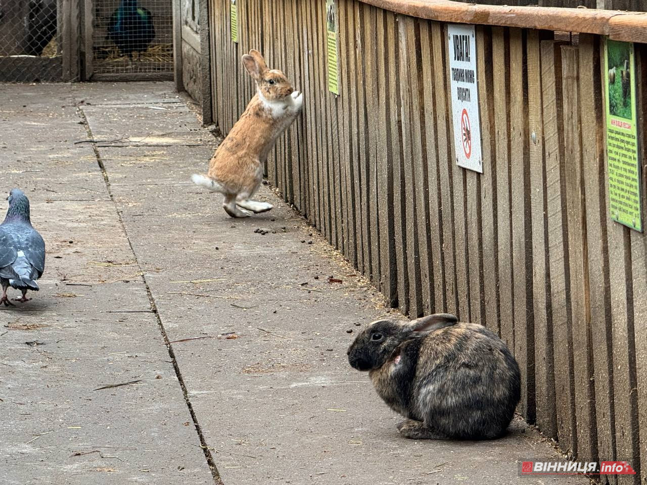 Лебедів, що живуть на озері в центрі Вінниці, перевезли зимувати у зоодворик - фото 11