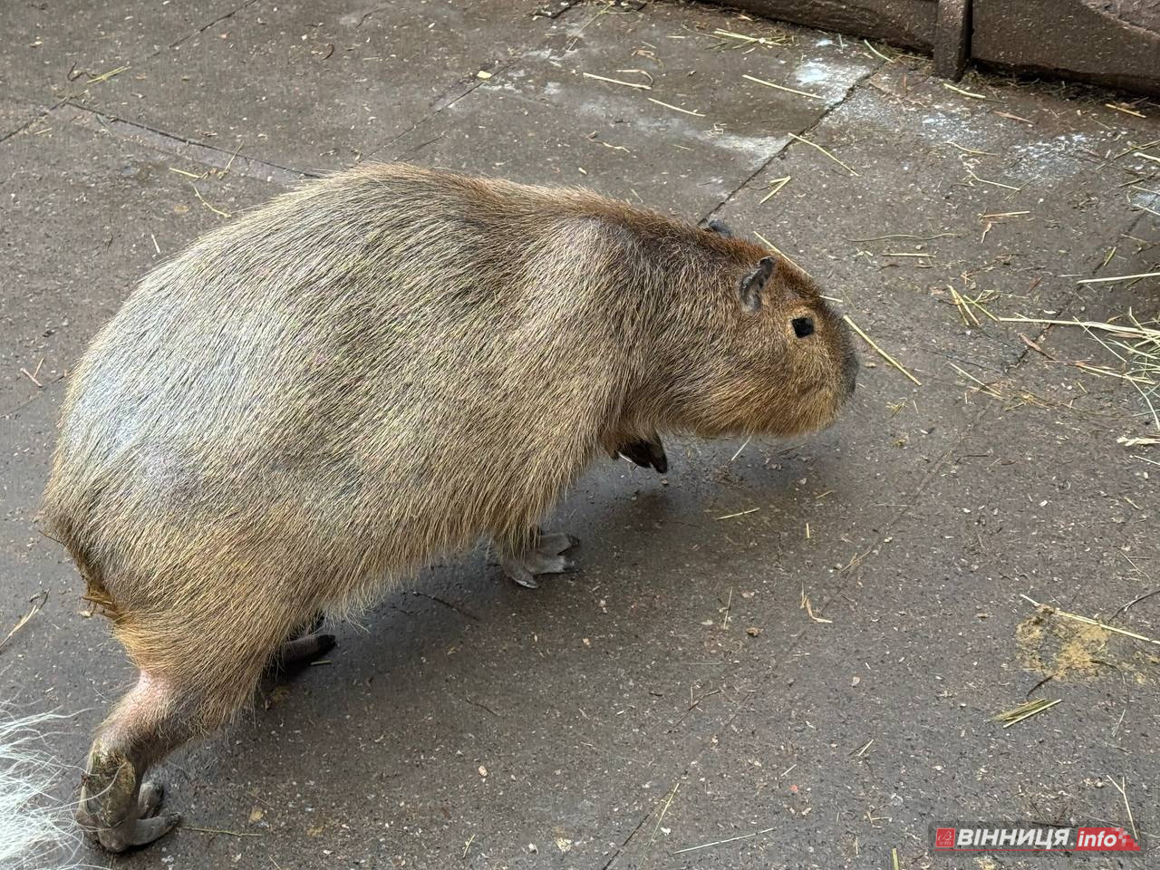 Лебедів, що живуть на озері в центрі Вінниці, перевезли зимувати у зоодворик - фото 25