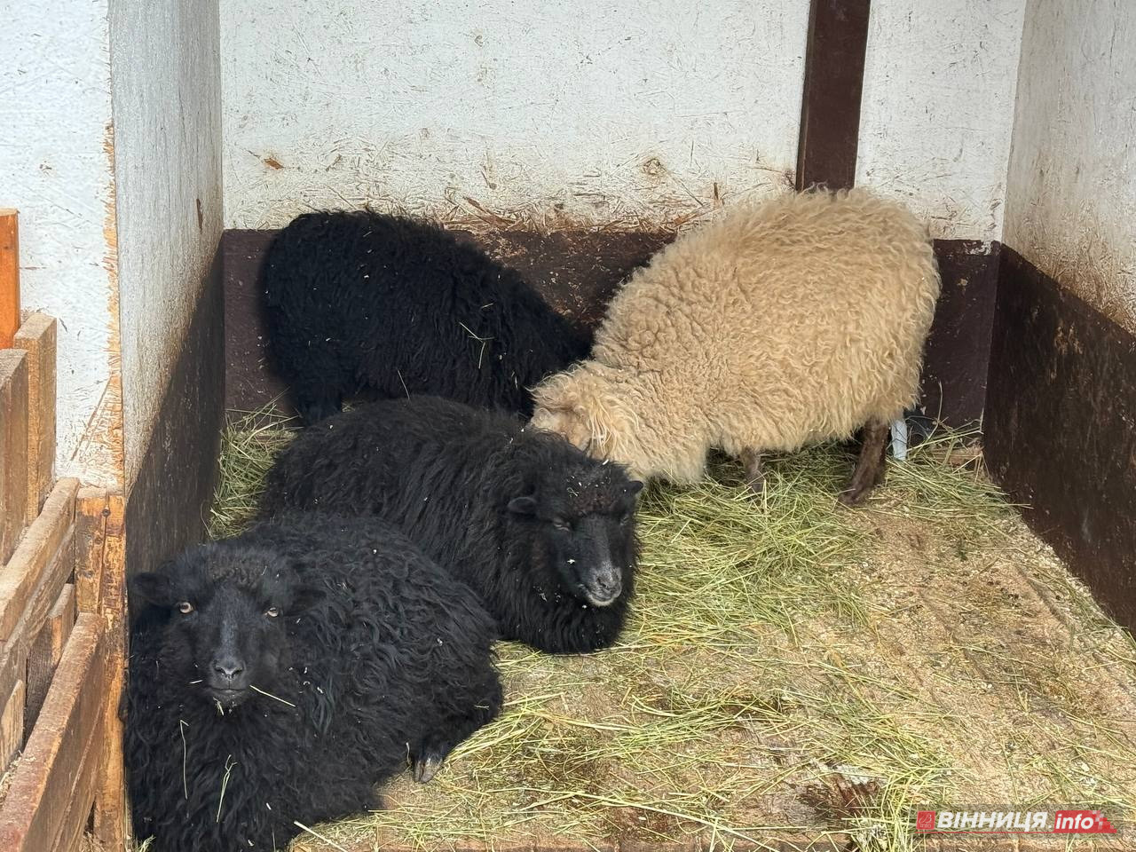 Лебедів, що живуть на озері в центрі Вінниці, перевезли зимувати у зоодворик - фото 21