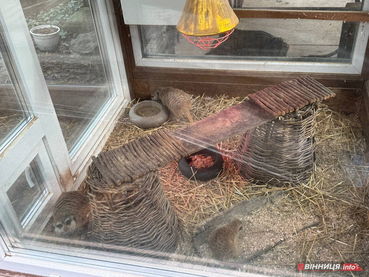 Лебедів, що живуть на озері в центрі Вінниці, перевезли зимувати у зоодворик - фото 29