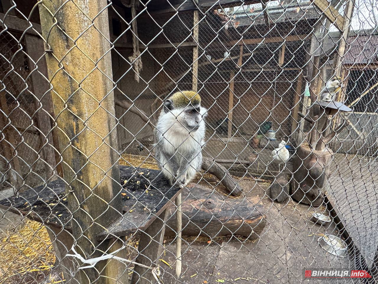 Лебедів, що живуть на озері в центрі Вінниці, перевезли зимувати у зоодворик - фото 23