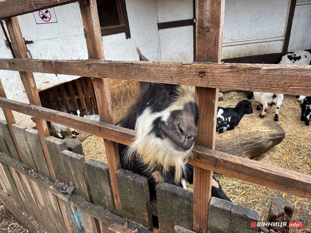 Лебедів, що живуть на озері в центрі Вінниці, перевезли зимувати у зоодворик - фото 16