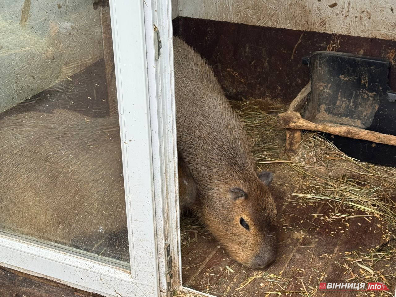 Лебедів, що живуть на озері в центрі Вінниці, перевезли зимувати у зоодворик - фото 26