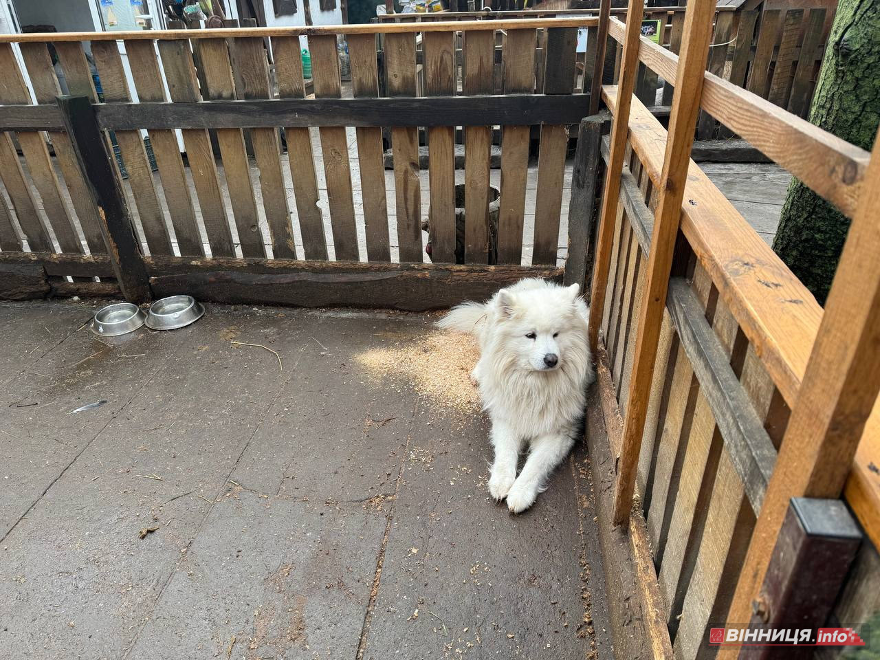 Лебедів, що живуть на озері в центрі Вінниці, перевезли зимувати у зоодворик - фото 17