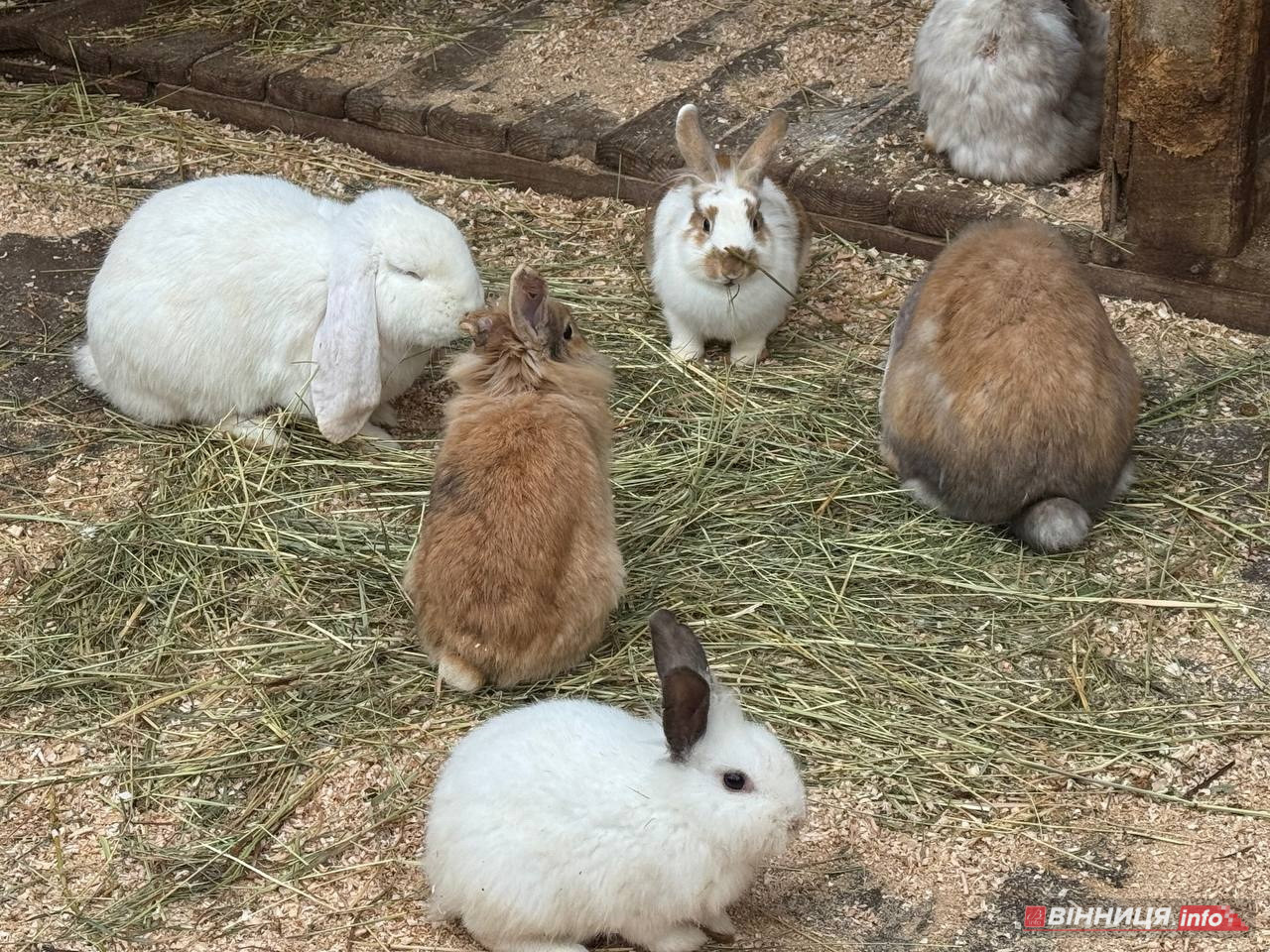 Лебедів, що живуть на озері в центрі Вінниці, перевезли зимувати у зоодворик - фото 12
