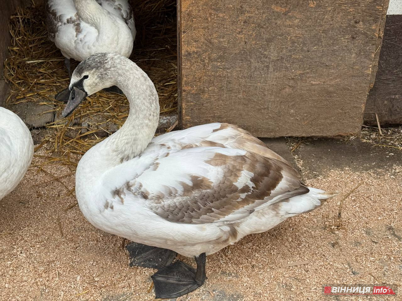 Лебедів, що живуть на озері в центрі Вінниці, перевезли зимувати у зоодворик - фото 9