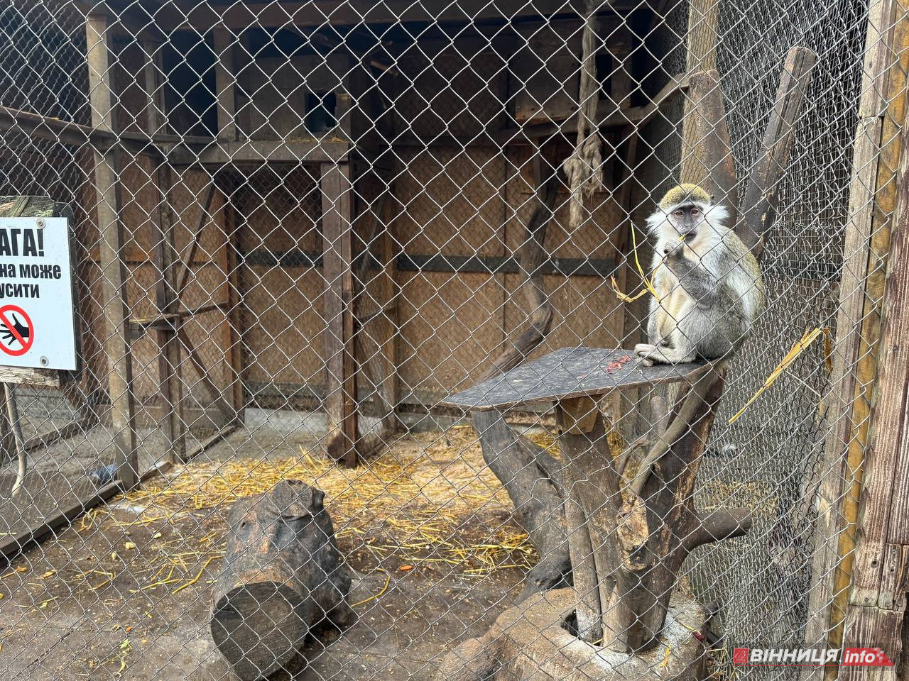 Лебедів, що живуть на озері в центрі Вінниці, перевезли зимувати у зоодворик - фото 22