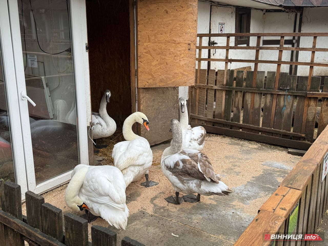 Лебедів, що живуть на озері в центрі Вінниці, перевезли зимувати у зоодворик - фото 10