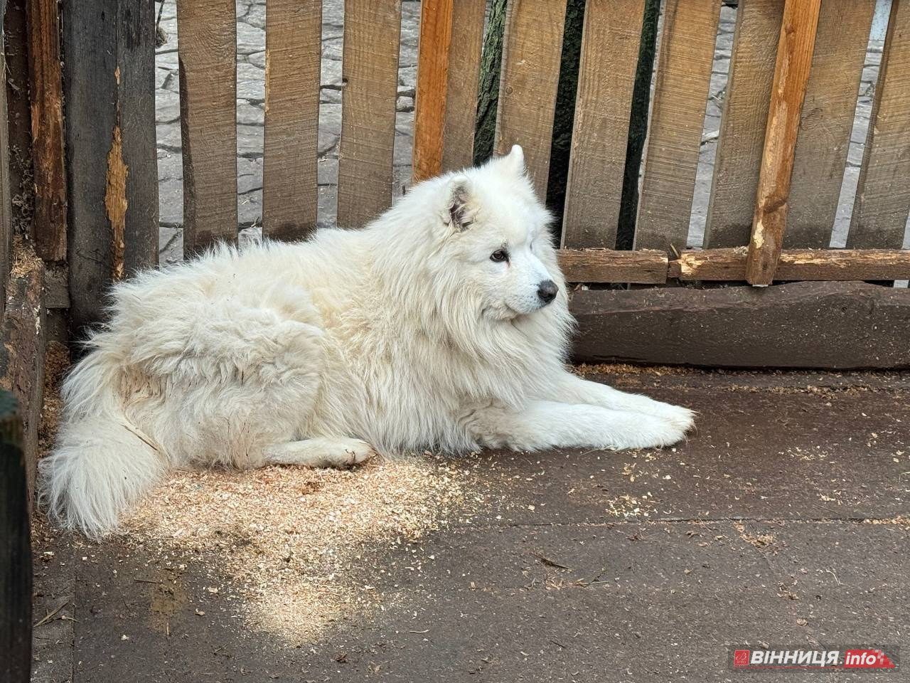 Лебедів, що живуть на озері в центрі Вінниці, перевезли зимувати у зоодворик - фото 18