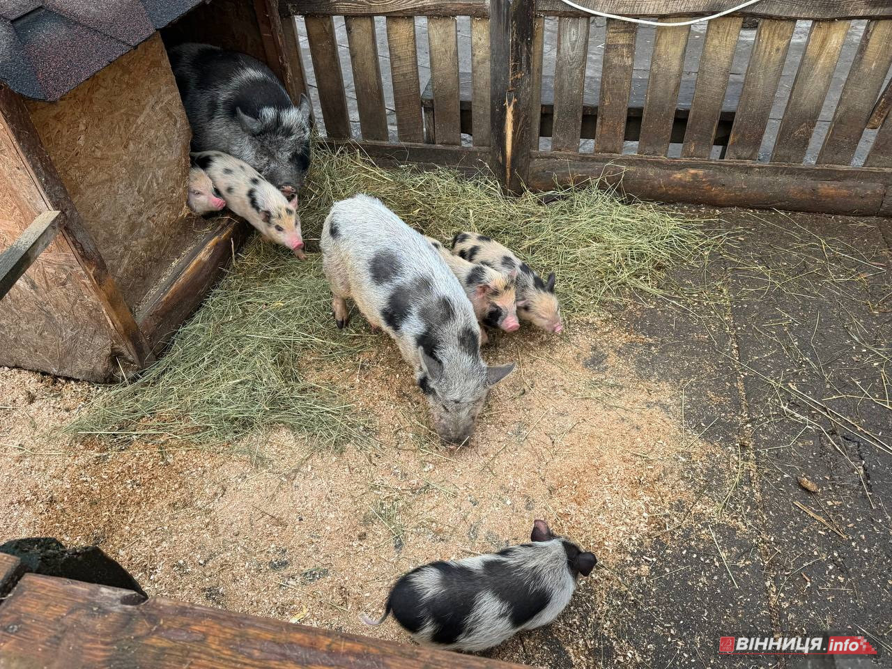 Лебедів, що живуть на озері в центрі Вінниці, перевезли зимувати у зоодворик - фото 30