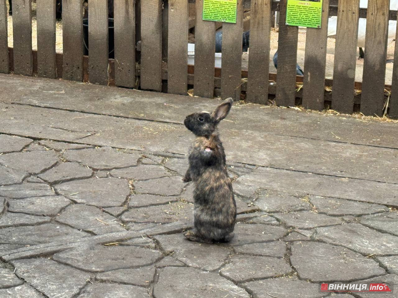 Лебедів, що живуть на озері в центрі Вінниці, перевезли зимувати у зоодворик - фото 13