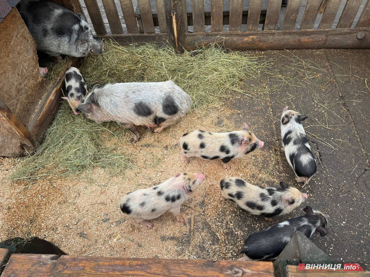 Лебедів, що живуть на озері в центрі Вінниці, перевезли зимувати у зоодворик - фото 31