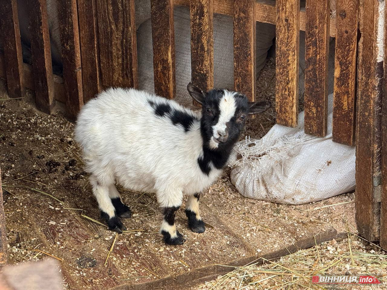 Лебедів, що живуть на озері в центрі Вінниці, перевезли зимувати у зоодворик - фото 14