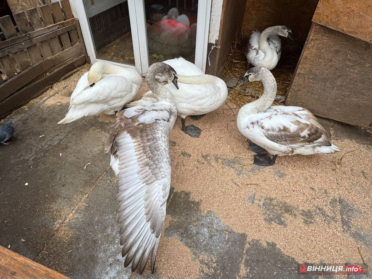 Лебедів, що живуть на озері в центрі Вінниці, перевезли зимувати у зоодворик - фото 7
