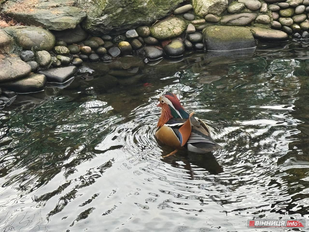 Лебедів, що живуть на озері в центрі Вінниці, перевезли зимувати у зоодворик - фото 6