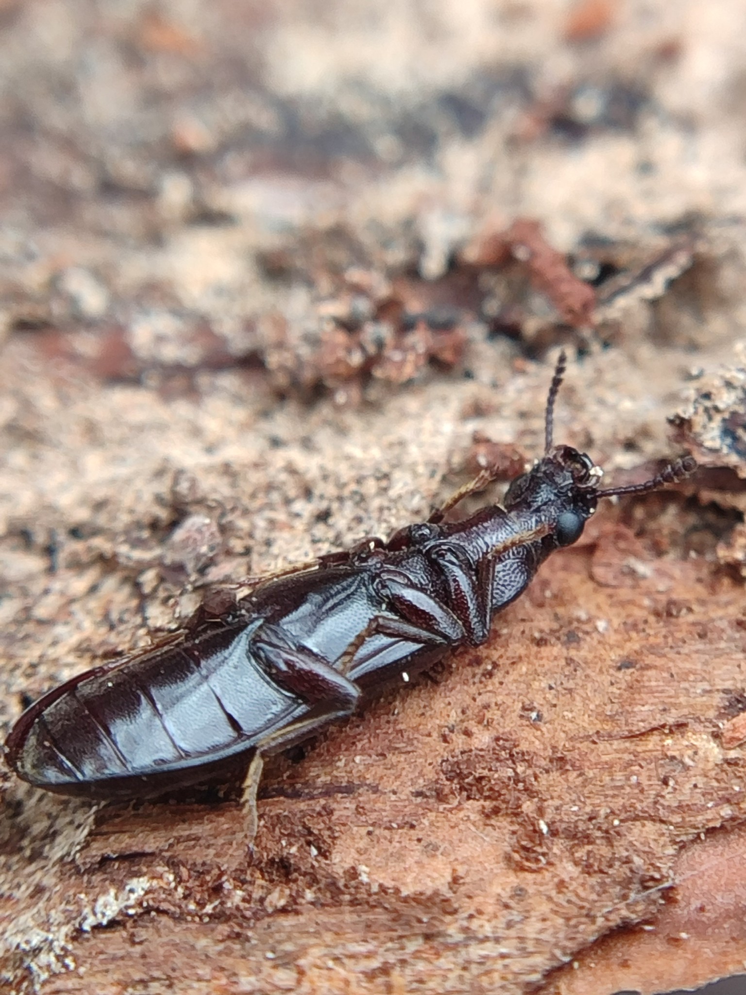 У Голосіївському парку виявили червонокнижного жука